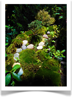 Dapacu Nature